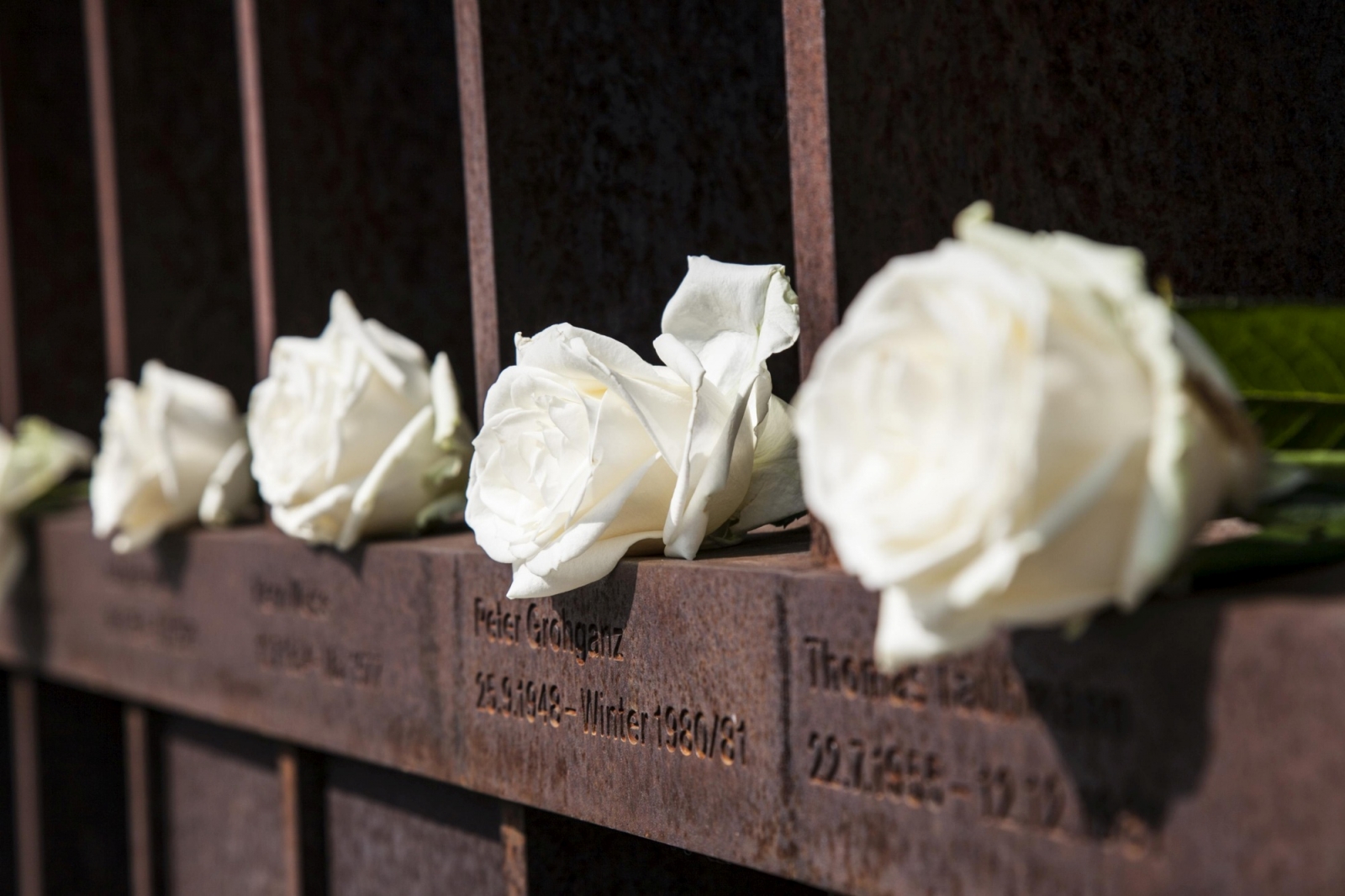 Rosen im Fenster des Gedenkens